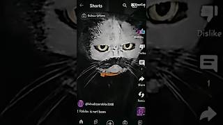 The Cat Eats A Toyol