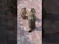 خلاص ياورع