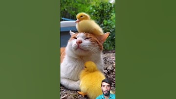Surah Al.Ikhlaas #egzonibrahimi #سورة_الإخلاص #ikhlas #nature #islamicprayer #animals #shortvideo