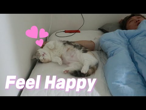 When a Cat <strong>Thinks</strong> a Butler as a Mom, She Always Sleeps With the Butler