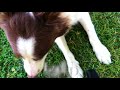 NYC Dog Trainers / Manhattan Dog Trainers / Kai / Border Collie with Amazing Obedience NYC Dog Trainers / Manhattan Dog Trainers / Kai / Border Collie with Amazing Obedience