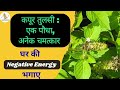 कपूर तुलसी: एक पौधा, अनेक चमत्कार | The Magical Plant for Home & Health | Dr Satyendra |