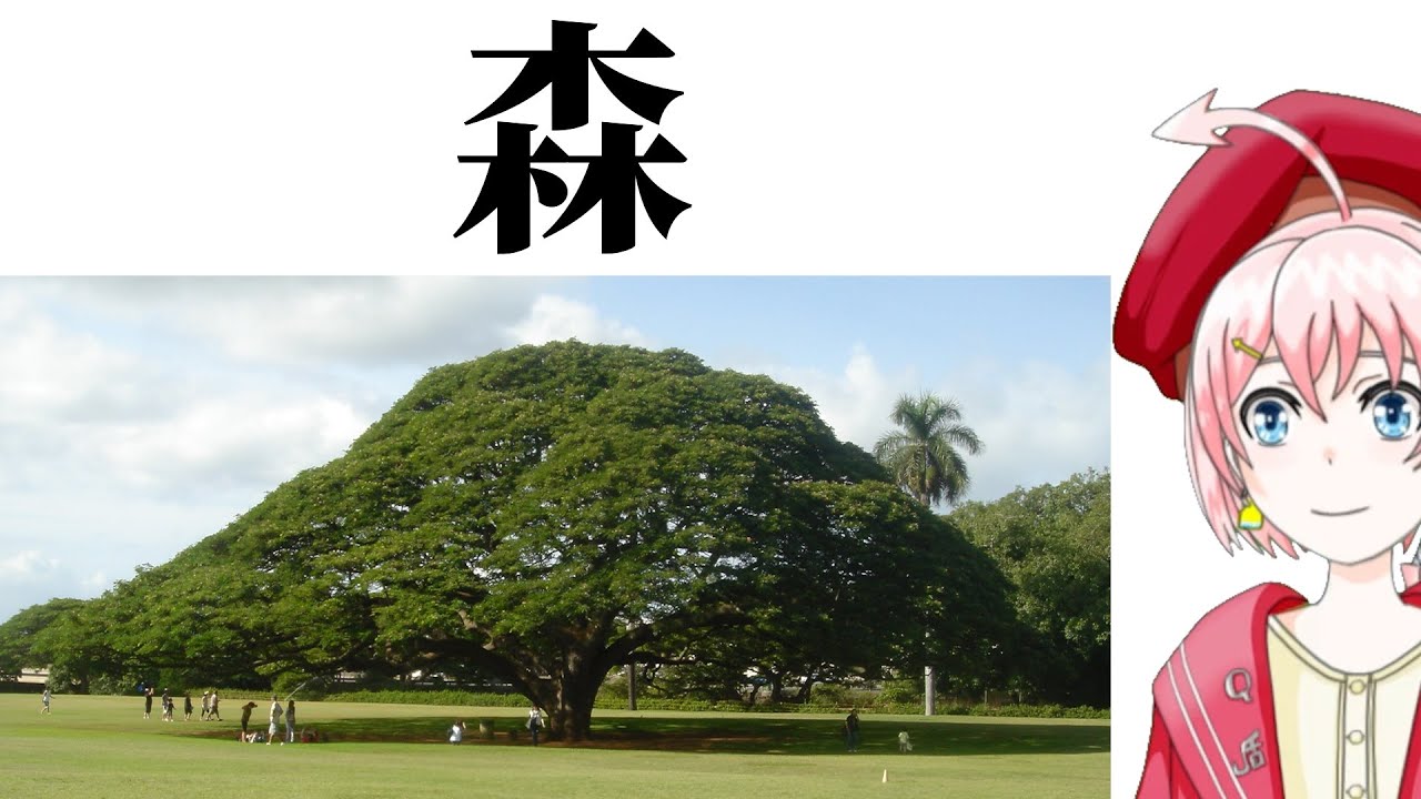 木は森である【選択公理もあるよ】