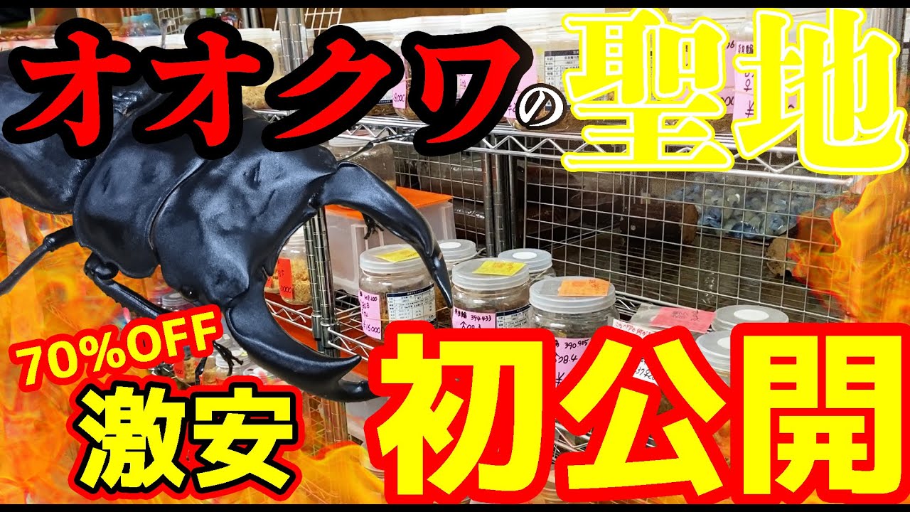 カブクワオタク sf0296e-05_700x.jpg?v=1718702635