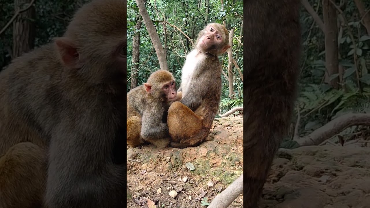 Daily monkey -ลิงทุกวัน || Adult monkey activity in Forest in the mountain #31