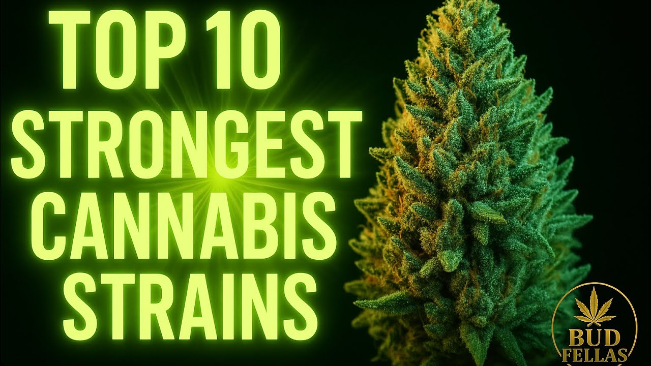 The 10 Most Powerful Cannabis Strains Ever . An Educational video 