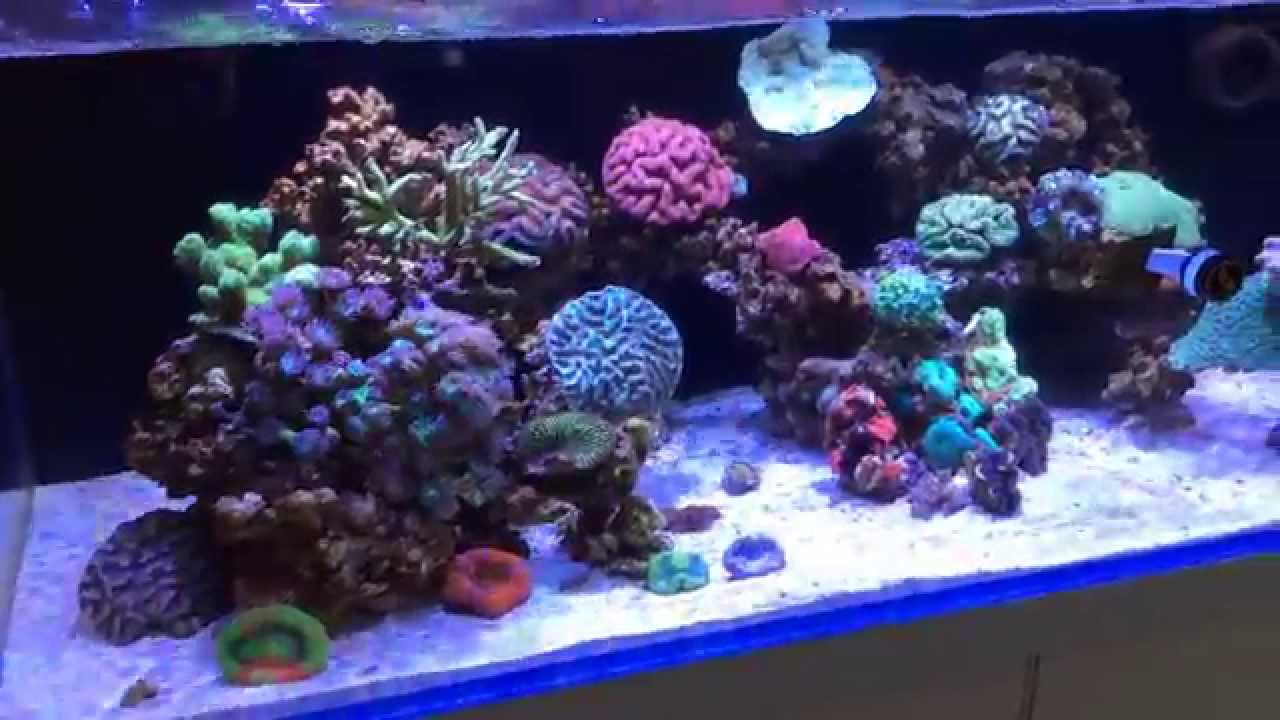 Brand New 6ft Cade Reef Aquarium - YouTube