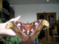 The largest butterfly in the world attacus atlas