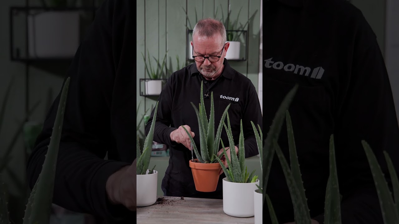 Repotting and propagating aloe vera: It's really easy! | toom plant tips  #shorts - YouTube