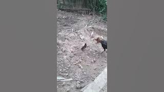 Burung Jalak Kebo Pukul KO Ayam Bangkok