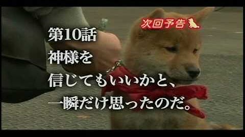 連続ドラマ『幼獣マメシバ』第10話予告