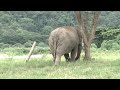 Lonely blind elephant meets a baby. Her response is heartmelting.