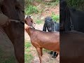Who met all the friends, Goat Base, recorded the real life of the farmer  Female sheep#73
