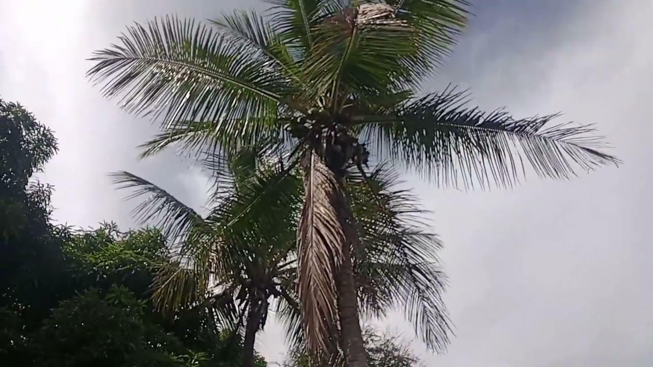 COMECANDO CHACARA DO ZERO