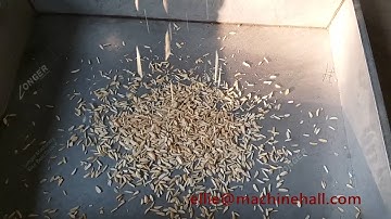 Almond Slicer Machine Almond Cutter Equipment Work Video