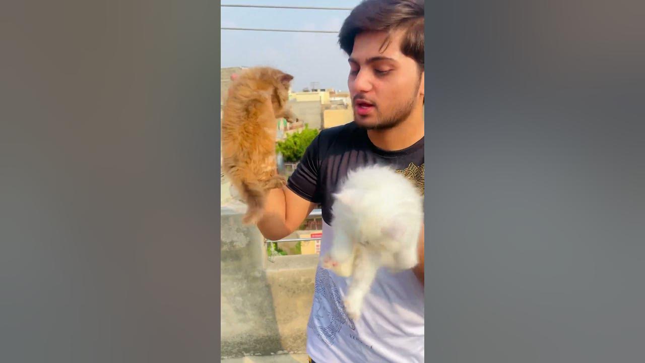 High Quality Persian Kittens/Cats and kittens Market/Punch face\Triple