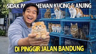 SIDAK PASAR HEWAN PINGGIR JALAN BANDUNG BUAT NAMBAH KUCING LAGI?!