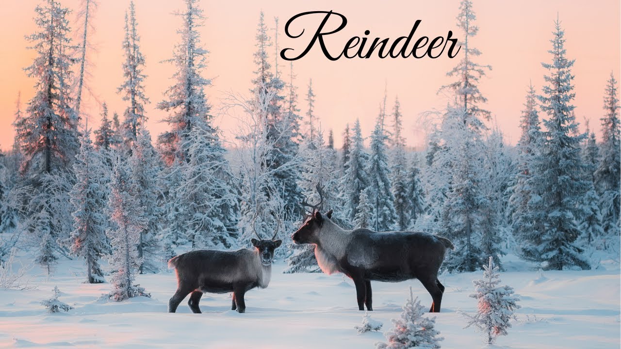 Reindeer | Dreamy | Meditation | Relax