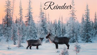 Reindeer | Dreamy | Meditation | Relax screenshot 3
