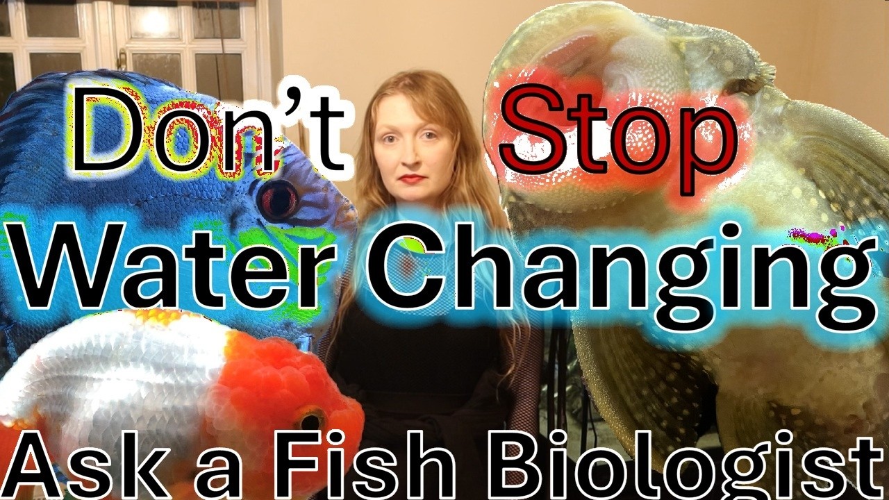 Необходимо менять воду в аквариуме: мнение специалиста по рыбам #аквариум