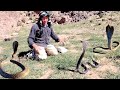 اخطر مغامره مع سلطان سم افعى الكوبرا تهاجم سي براهيم شاهد كيف امسكها 