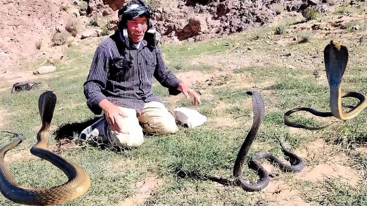 🔴اخطر مغامره مع سلطان سم افعى الكوبرا تهاجم سي براهيم شاهد كيف امسكها ❌☠️