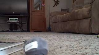 VID00006.AVI