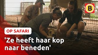 Jonge DROMEDARIS heeft STIJVE NEK | Op Safari