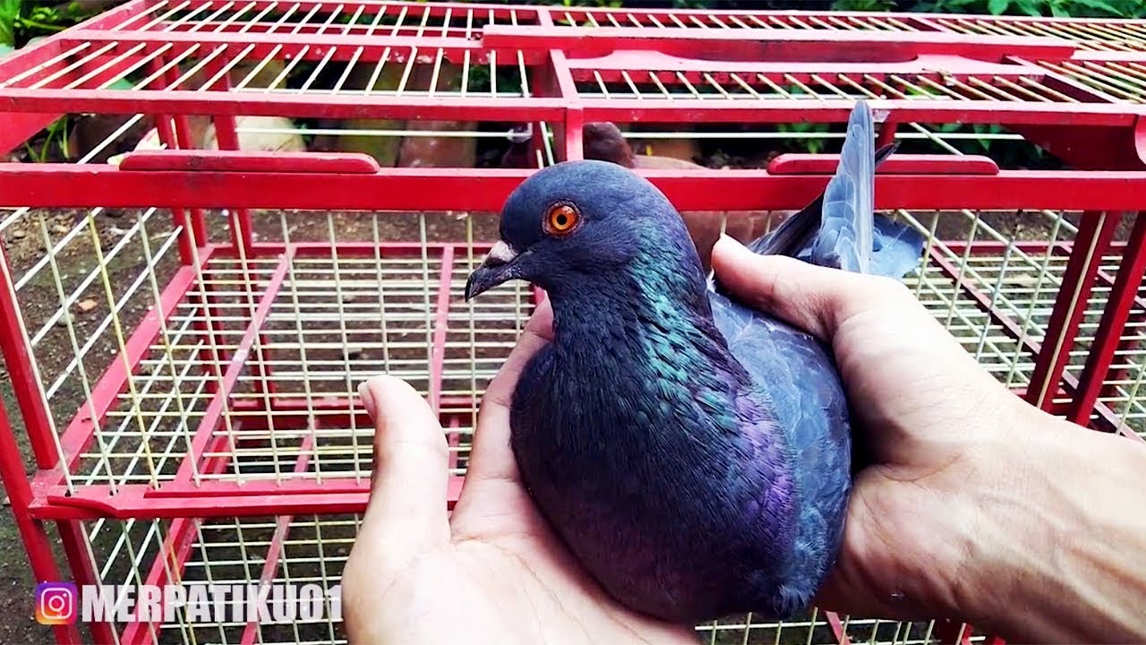 Engga Sengaja Beli Burung Merpati Baru Youtube