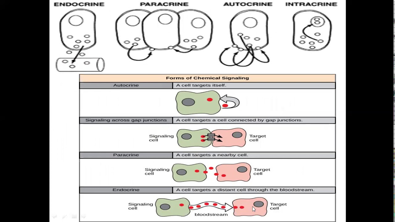 Biosignaling Part-1 - YouTube