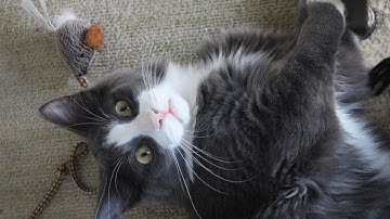 Adorable Cat Playing with Hanging on Stick Toy 🐱🐈🥰| Very Cute cat