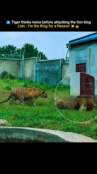 Tiger thinks twice before attacking the Lion king #trending #animals #wildlife #youtubeshorts