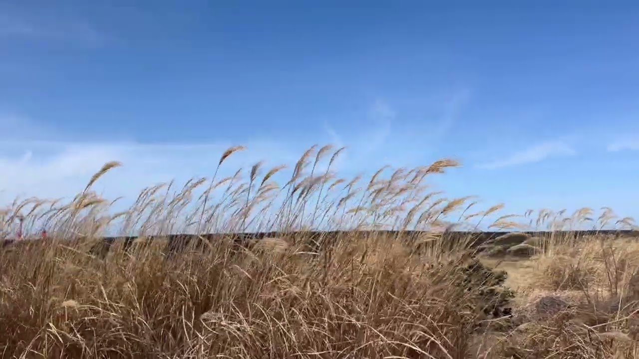 잎새에 이는 바람에도 ..겨울을 보내는 길목에서..