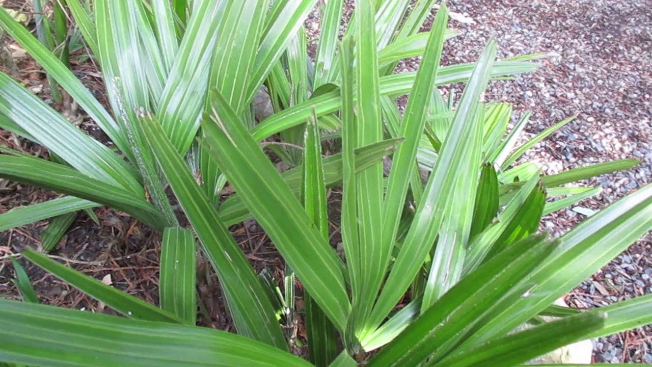 Most cold tolerant Palm on the Planet