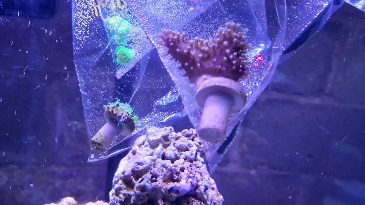 Adding Beginner Friendly Corals to my Tank (star polyps, leather coral + trumpet coral)