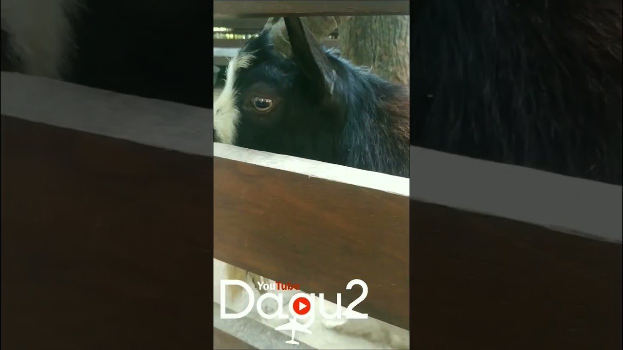 Kambing Ceko & Penguin Jackass 