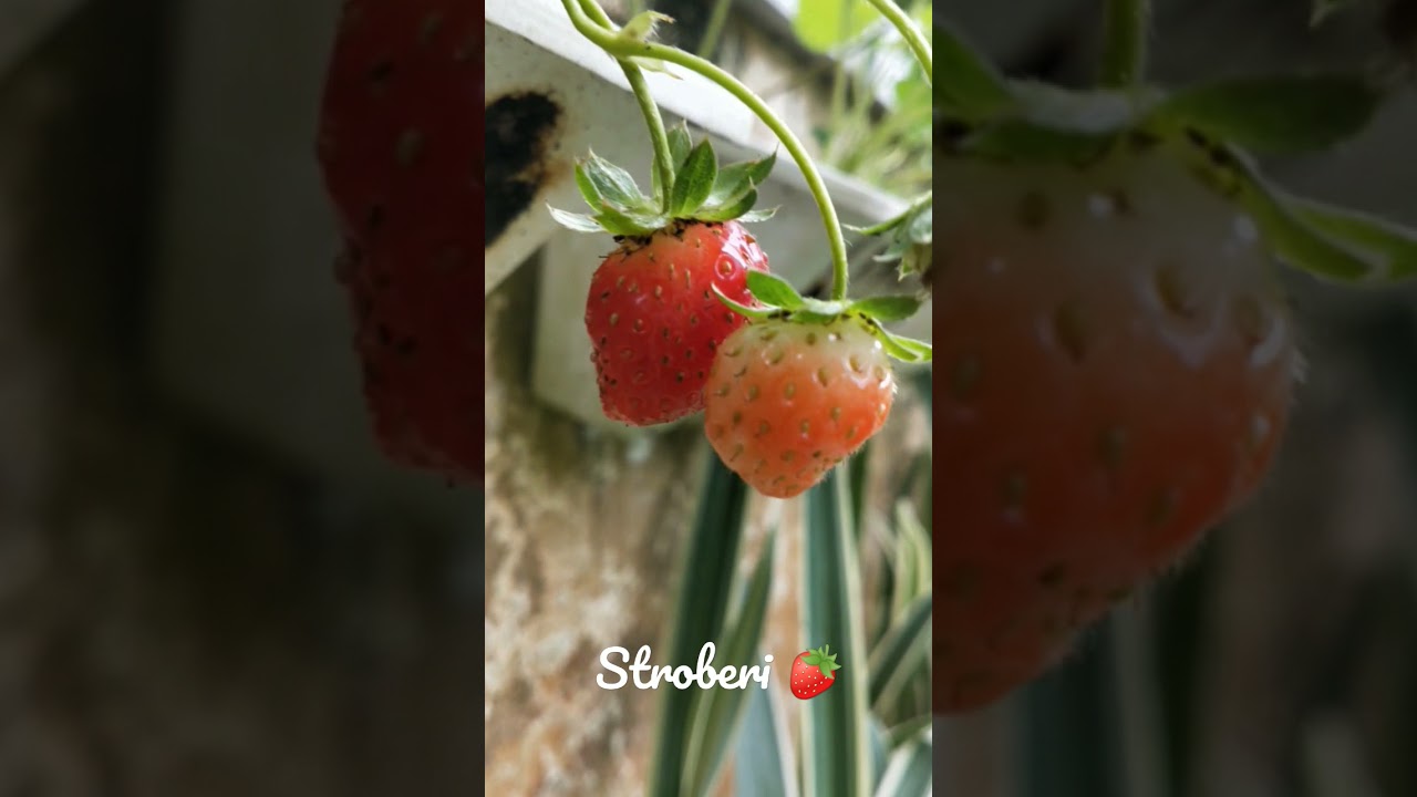 Panen stroberi di kebun rumah 