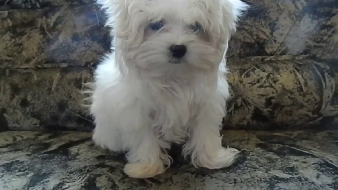 МАЛЬТИЙСКАЯ БОЛОНКА -МАЛЬТЕЗЕ