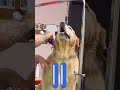 When grooming feels this relaxing… you know they’re comfortable
