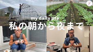 Strawberry cultivation] Strawberry farming from morning to night