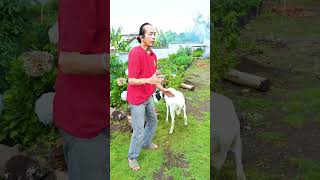 Pilih Kambing buat Iga Bakar 🔥💯..#kulinerbandung #igabakar #igabakarviral #kambingakikah #shorts