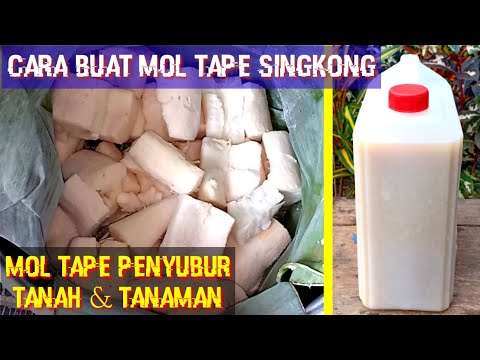 Mikroorganisme Singkong Tapai