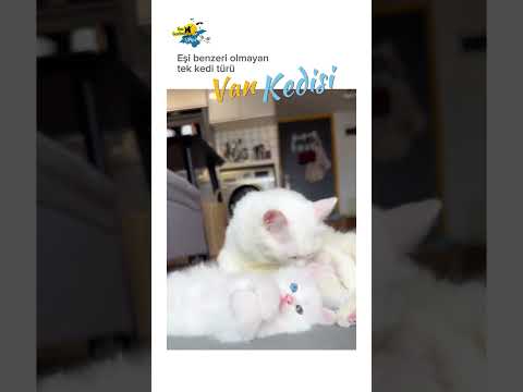 EŞİ BENZERİ OLMAYAN TEK KEDİ TÜRÜ VAN KEDİSİ 😍❤️ #vanigezelim #aşk #vankedisi #shorts #keşfet #cat