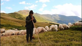Oi mușcate de VIPERE | La păscut cu oile d-lui Gheorghe pe platoul Știol, vf. Gârgălău - video 2020