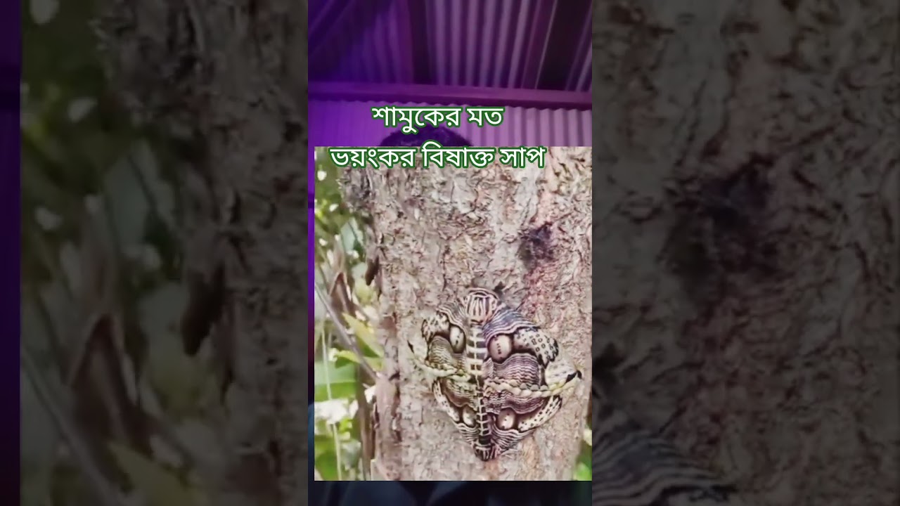 শামুকের মতভয়ংকর বিষাক্ত সাপ