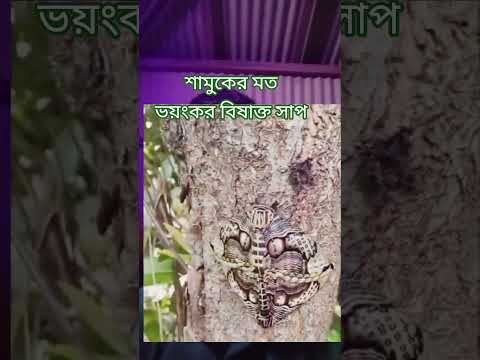 শামুকের মতভয়ংকর বিষাক্ত সাপ