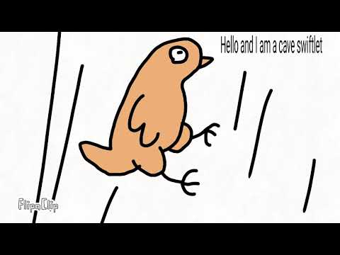 Cave swiftlet