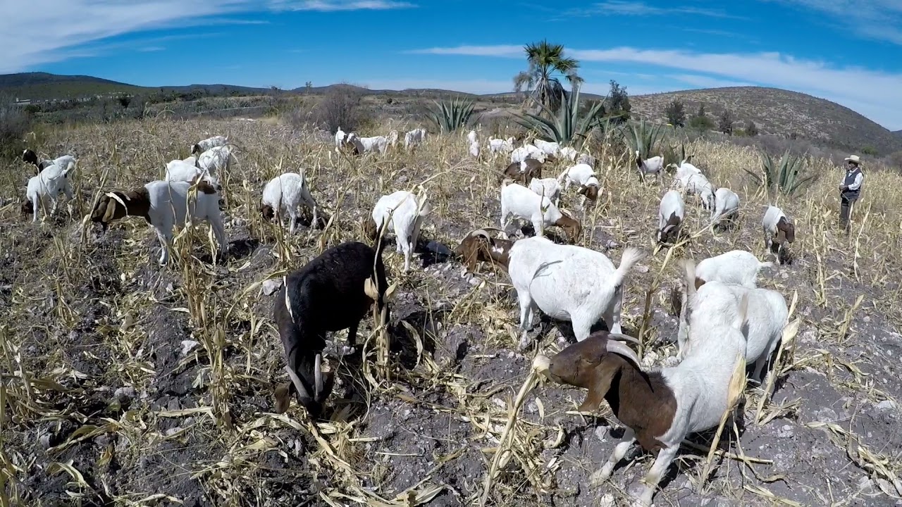 cuidando los chivos Boer ganado boer en el Campo