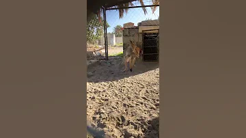 شراسة الذيب الذئب وقت الافتراس 