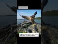 Eagle family stuns on Lake Carmi nest cam, six years running